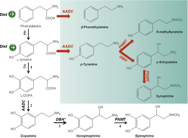 Is Synephrine A Stimulant?