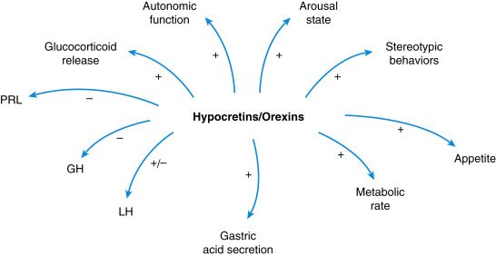 What Are Some Appetite Stimulants?