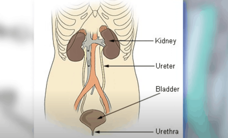 Does Alcohol Make You Urinate More?