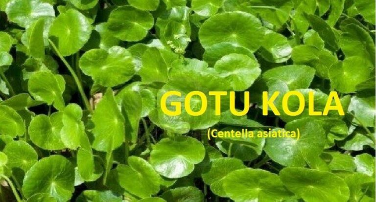 Is Gotu Kola a Stimulant?