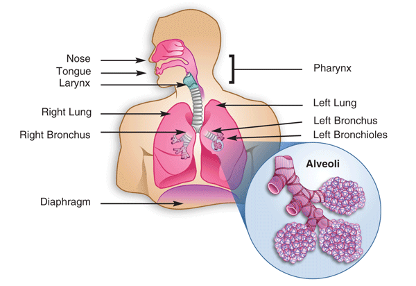 Does Alcohol Cause Coughing?