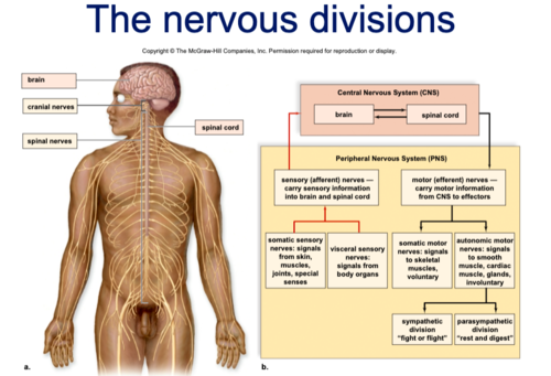 How Does Alcohol Consumption Affect the Central Nervous System Quizlet?