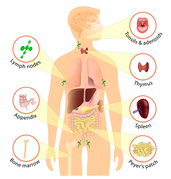 Does Alcohol Affect Spleen?