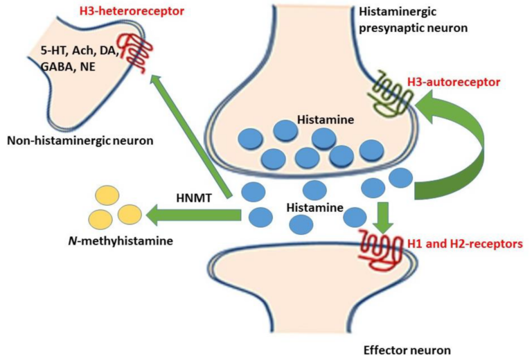 Is Pitolisant A Stimulant?