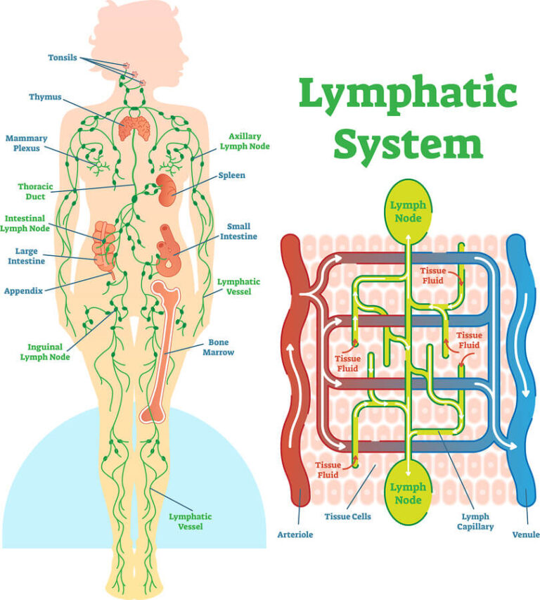 Does Alcohol Affect Lymph Nodes?